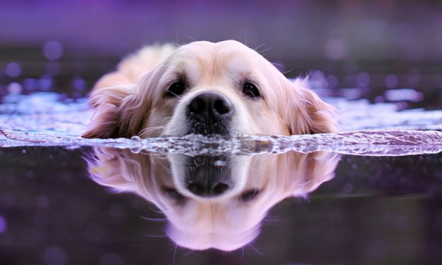 Efecto terapéutico de la Ozonoterapia en la cicatrización de heridas en perros: Reporte de casos