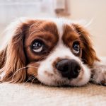 Efecto de la ozonoterapia y aceite ozonizado en herida traumática canina