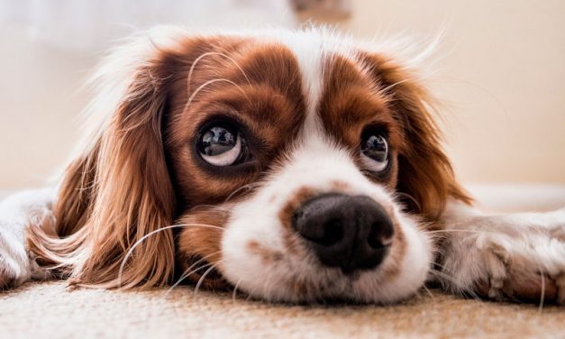 Efecto de la ozonoterapia y aceite ozonizado en herida traumática canina