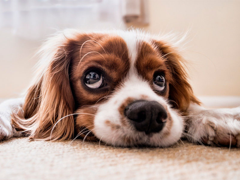 Ozonoterapia como tratamiento coadyuvante en la insuficiencia renal crónica canina. Informe de un caso