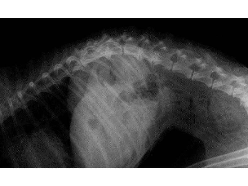 Uso de PRP en involución de osteofitos de columna lumbar en canino. A propósito de caso clínico