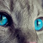 Efecto clínico de la ozonoterapia como tratamiento complementario en un gato con esporotricosis. Reporte de caso