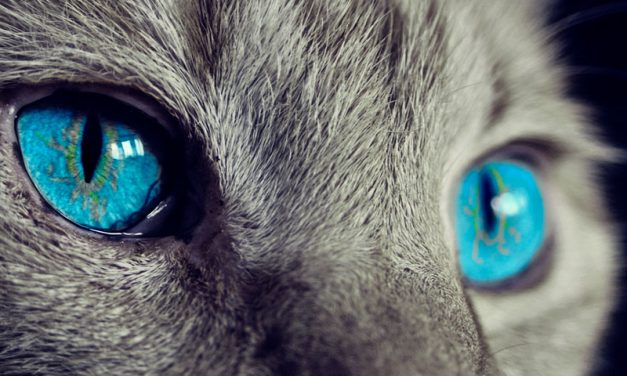 Efecto clínico de la ozonoterapia como tratamiento complementario en un gato con esporotricosis. Reporte de caso