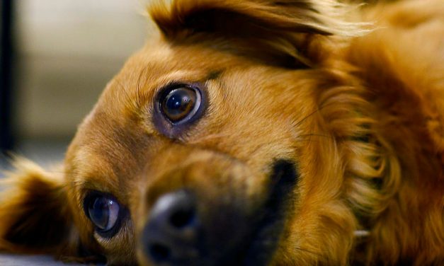 Efecto de la ozonoterapia en el tratamiento de la mielopatía por embolia fibrocartilaginosa en perros – Reporte de caso