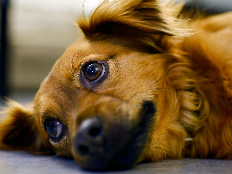 Efecto de la ozonoterapia en el tratamiento de la mielopatía por embolia fibrocartilaginosa en perros – Reporte de caso
